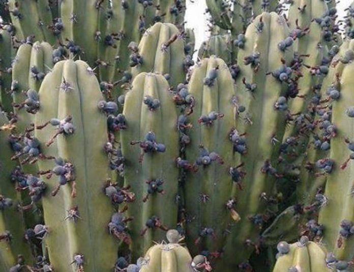 Garambullo: planta mexicana que es un verdadero manjar