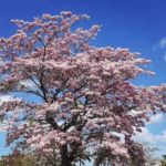 Maculís, el árbol que llena de color al sureste mexicano