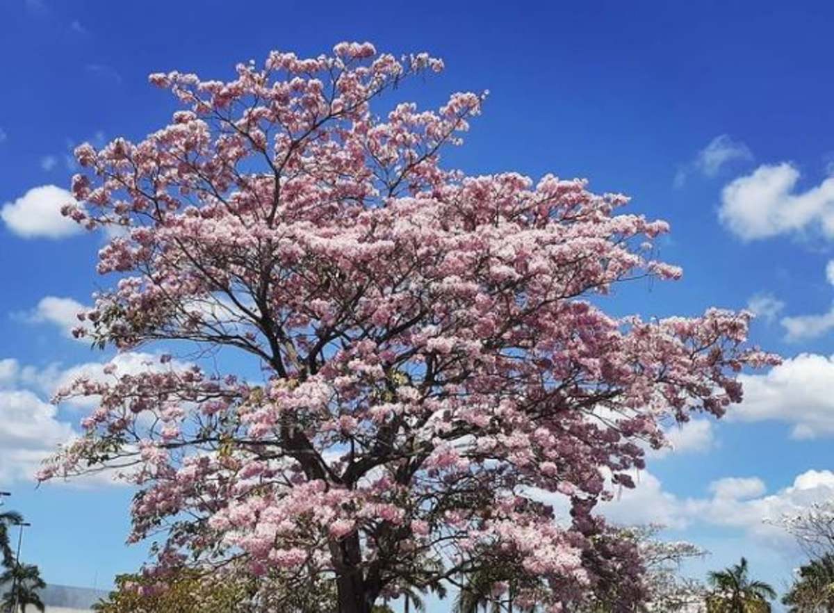 maculís, el árbol que llena de color al sureste mexicano
