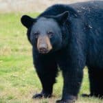 Oso negro americano