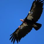 Parque Nacional Sierra de San Pedro Mártir en Baja California