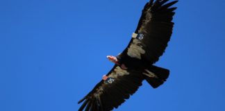 Parque Nacional Sierra de San Pedro Mártir en Baja California