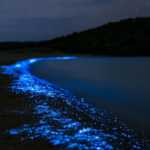 Playa el Saltito, un espectáculo bioluminiscente de La Paz