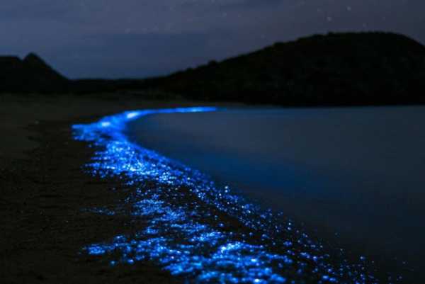 El Saltito Beach, A Bioluminescent Spectacle In La Paz