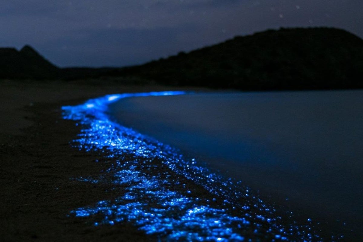 playa el saltito, un espectáculo bioluminiscente de la paz