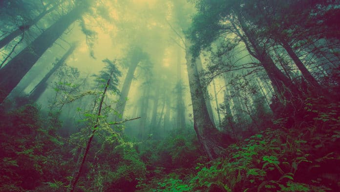 bosque de niebla