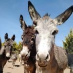 Burrolandia, el santuario de burros en México