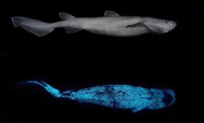 ¡Impresionante! Descubren enorme tiburón que brilla en la oscuridad