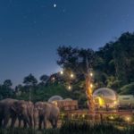 Duerme entre elefantes bajo las estrellas en Tailandia, ¿te atreves?