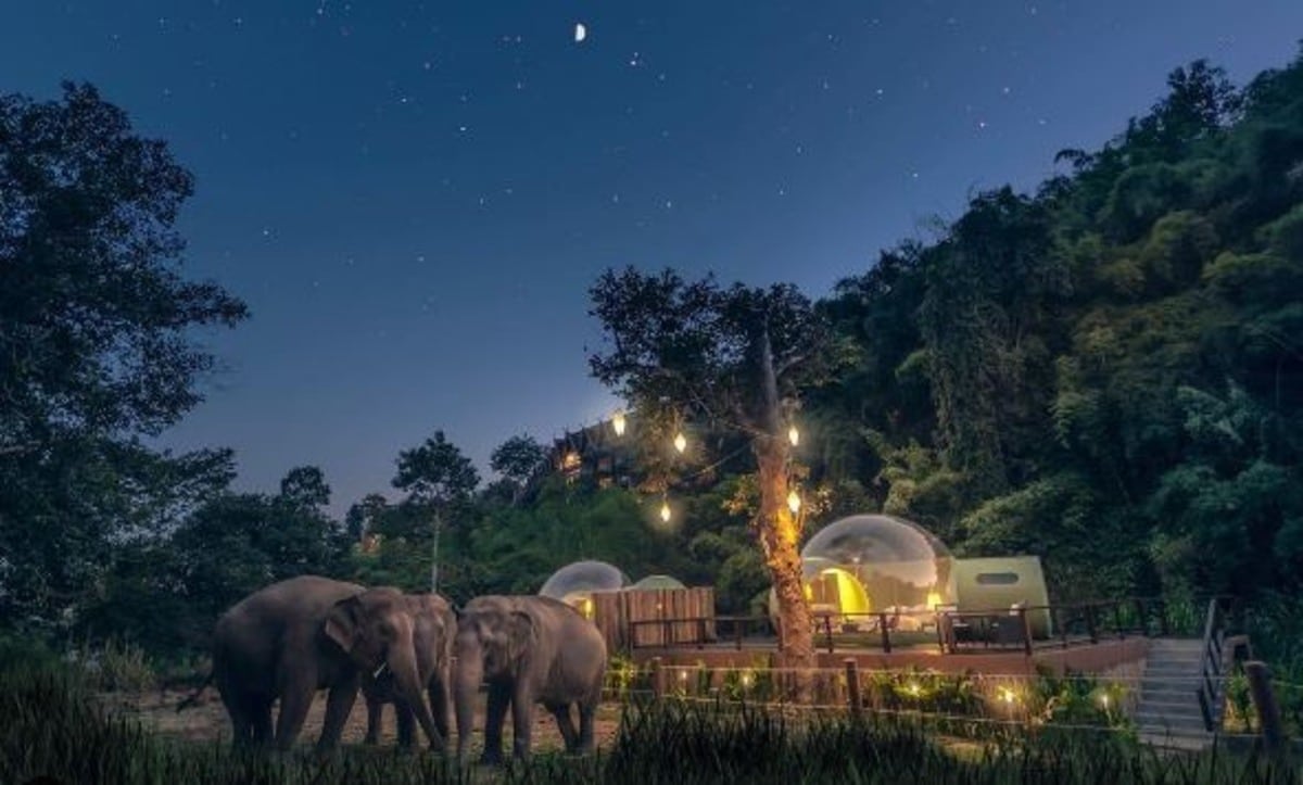 duerme entre elefantes bajo las estrellas en tailandia, ¿te atreves?