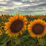 Girasol, la flor originaria de México que cautivó a Van Gogh