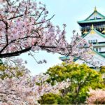 Hanami fiesta de la floración de los cerezos en Japón