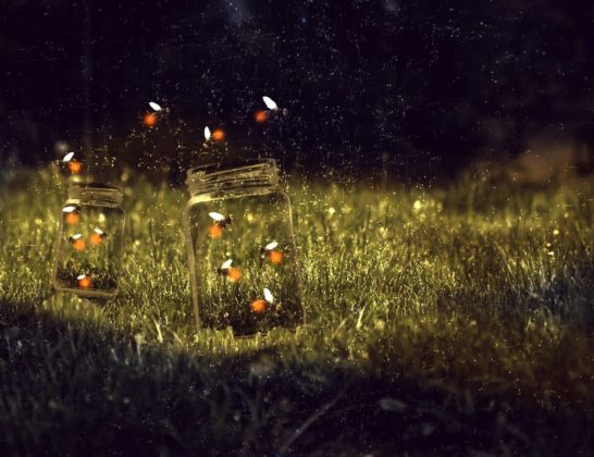 Places in the world where you can still see fireflies - Mexico Travel ...