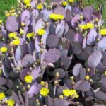 ¿Un nopal violeta? Así es la especie endémica que crece en Durango