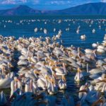 Pelicanos borregones, un espectáculo invernal en el lago de Chapala