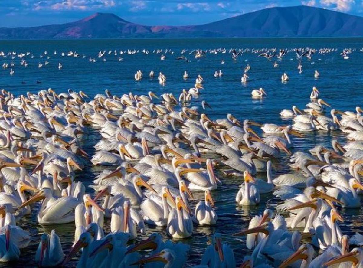 pelicanos borregones, un espectáculo invernal en el lago de chapala