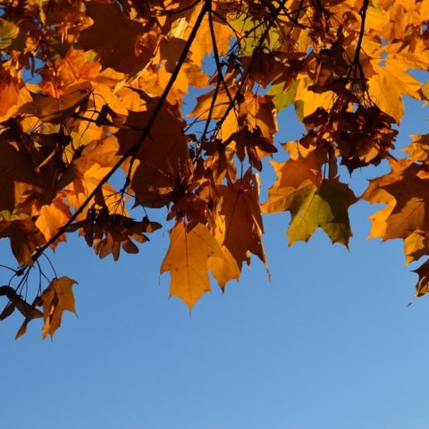 Bosque de maple, el colorido otoño de Talpa