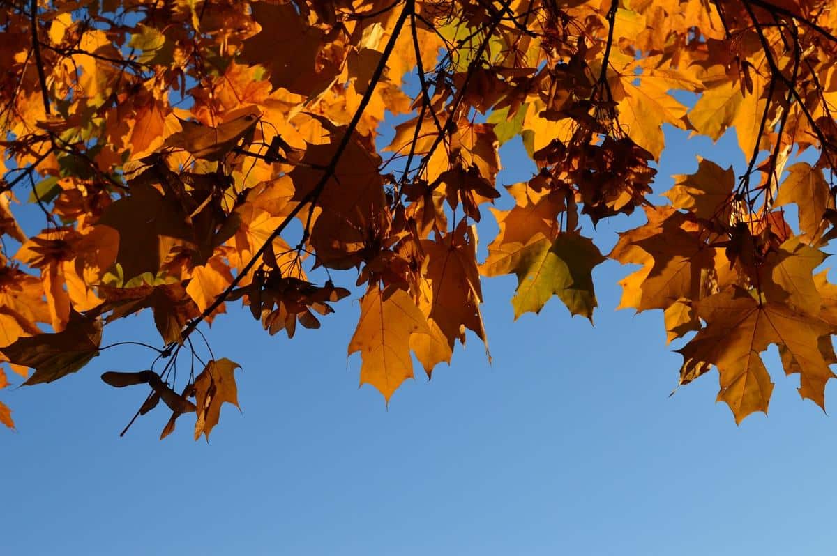 bosque de maple, el colorido otoño de talpa