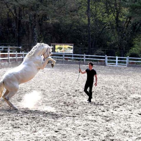 Doma Natural técnica con caballos