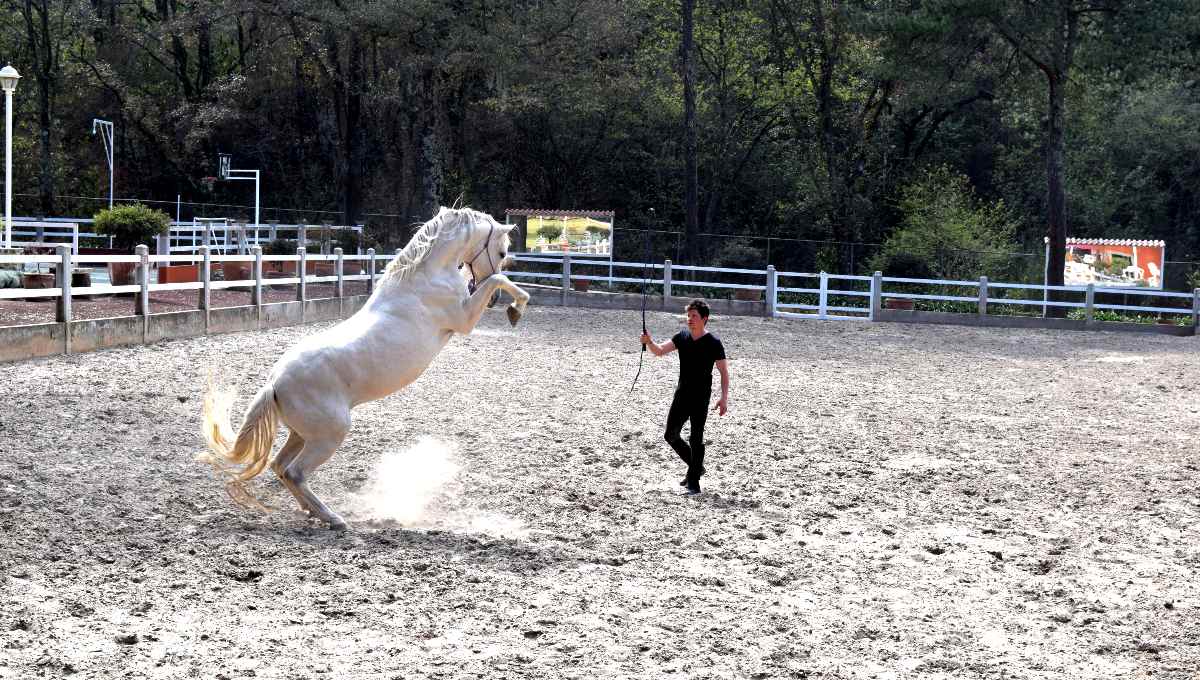 Doma Natural técnica con caballos