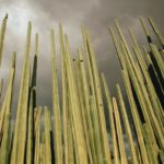 Jardín Etnobotánico de Oaxaca: la armonía perfecta entre el arte y la naturaleza