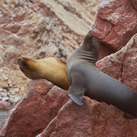 La Lobera, un santuario natural de lobos marinos y focas