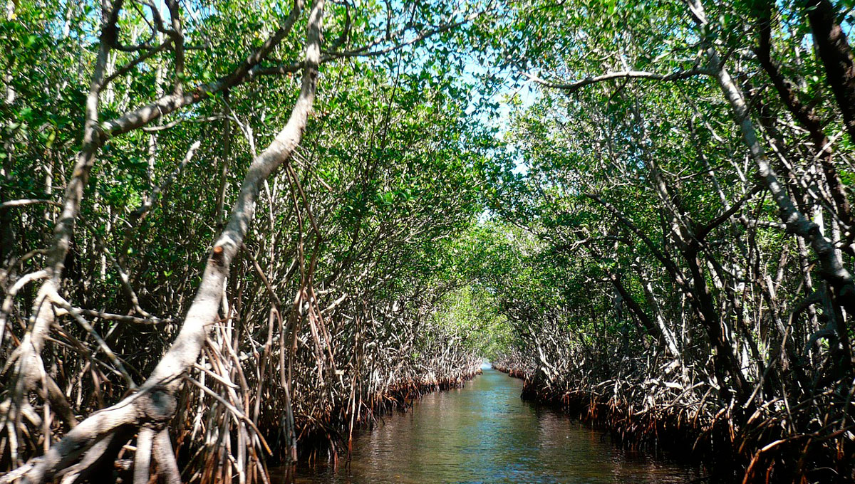 manglares de mandinga