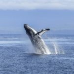 Mar de Cortés: el "acuario del mundo"