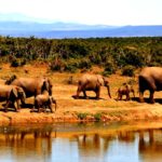 Parque Nacional Addo Elephant