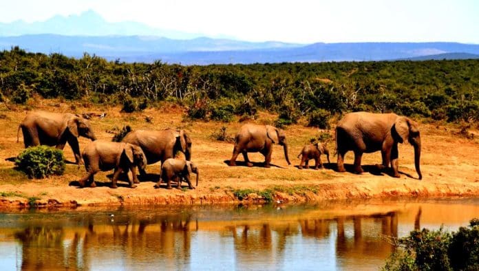 Parque Nacional Addo Elephant