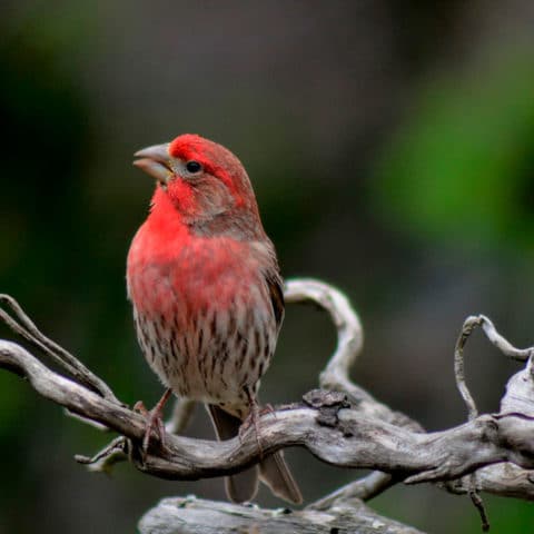 pinzon mexicano