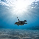 Playa Bamba, una santuario cristalino de tortugas