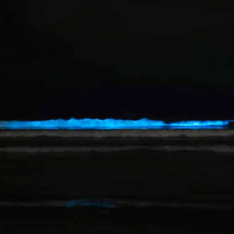 playas bioluminiscentes oaxaca holbox campeche