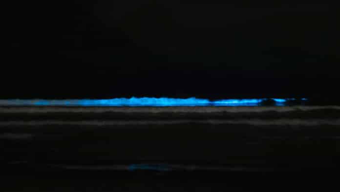 playas bioluminiscentes oaxaca holbox campeche