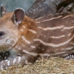 tapir mexicano 5 datos que no sabías