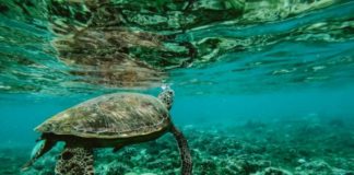 Islas Galápagos tortuga