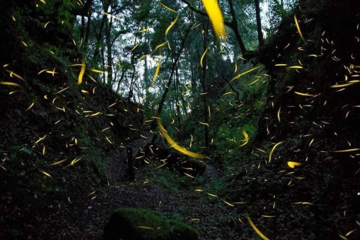 bosque esmeralda: el lugar perfecto para observar luciérnagas cerca de la cdmx