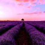 Campos de lavanda en Provenza Francesa