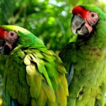 Guacamaya verde en Tamaulipas