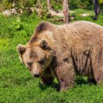 Video: ¿Baloo, eres tú? Captan a oso bailando en la calle y se hace viral