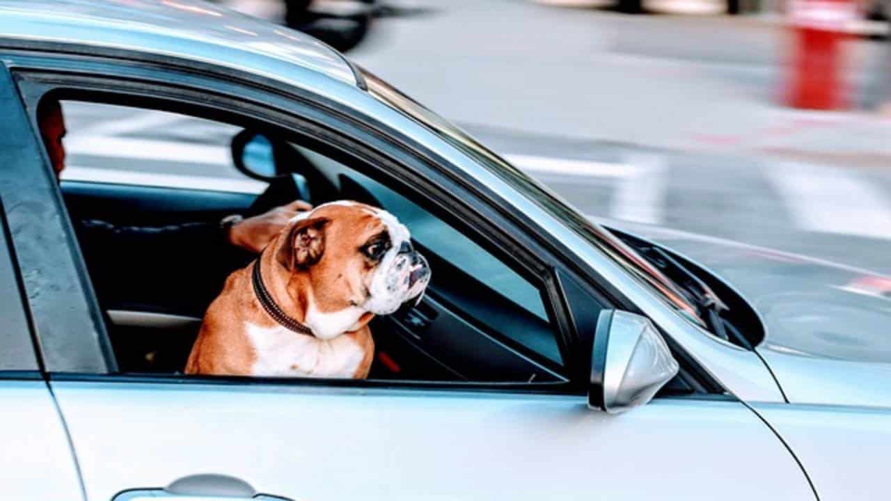 perro viaje auto