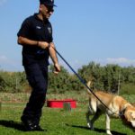 perros podrían detectar Covid-19 estudio