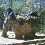 Piedra del Elefante, una joya que estuvo intacta 65 millones de años