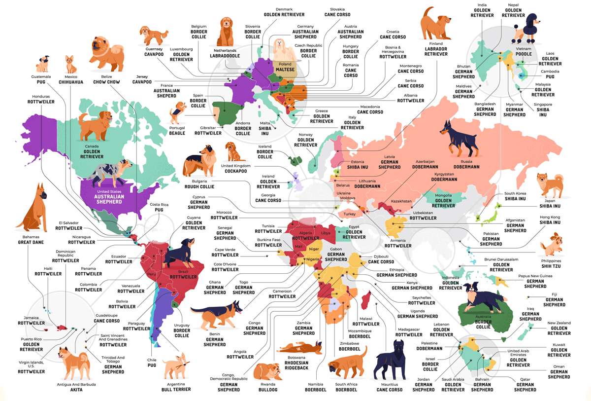 mapa: las razas de perros más populares en cada país