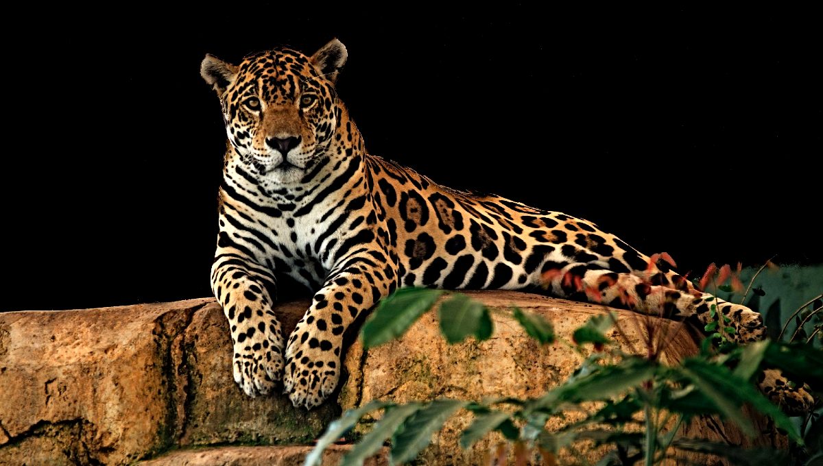 santuario del jaguar en teotihuacán