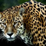 Santuario del Jaguar en Oaxaca