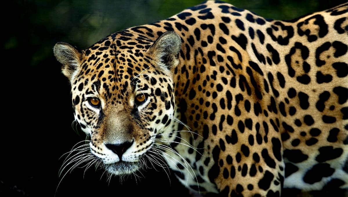 santuario del jaguar en oaxaca