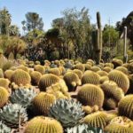 Barranca de Metztitlán, un paraíso de diversidad natural