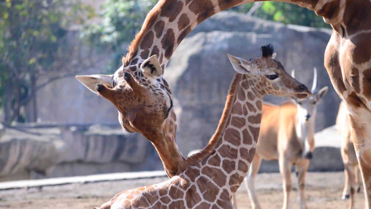 bebé jirafa