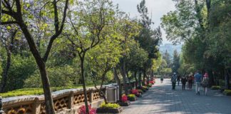 3 bosques de CDMX para un fin de semana verde